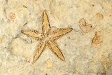 Two Fossil Starfish (Petraster?) & Edrioasteroids - Morocco #193730-1